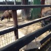 КАНИКУЛЫ НАЧАЛИСЬ НА  ХУТОРЕ