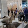 В МИРЕ ЖИВОТНЫХ