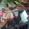 ПРО РАСТЕНИЯ, ПЕРЕЖИВШИЕ БЛОКАДУ